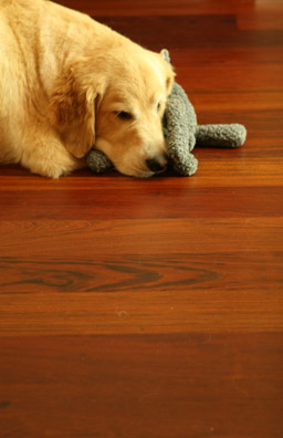 Durable Flooring: Brazilian Cherry